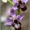 Ophrys scolopax X saratoi