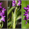 Dactylorhiza-incarnata-v.-hyphaematodes-Montage01