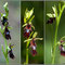  Ophrys insectifera