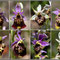 Ophrys-druentica-Station-3-Upaix-Montage