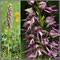 Orchis-simia X anthropophora (O. x bergonii)