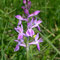 Hybride Dactylorhiza incanata x traunsteineri, photo RF