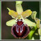 Ophrys-provincialis