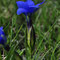 Gentiana verna