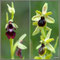 Ophrys insectifera et virescens