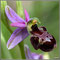 X-Ophrys-catalonica-X-Ophrys-scolopax-St.-10-St-Louis-et-P.
