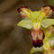 Ophrys lupercalis à pétales labellisés