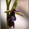 Ophrys insectifera