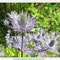 Eryngium alpinum,  photo Annie Pinaud