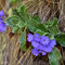 Primula marginata, photo MCL