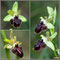 Ophrys-incubacea-X-vetula