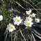 Anemone alpina subsp alpina