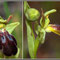  Ophrys forestieri