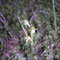 Corallorhiza trifida, photo RF
