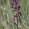 Anacamptis laxiflora