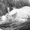 photographe grossesse toulouse, séance photo grossesse toulouse
