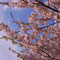 八軒とんとん公園/桜