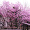 北海道神宮/桜