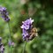 Bienenweide Lavendel