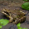 Froggy auf dem selbstbeschriebenen Treibholzstück