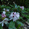 Endlich blüht mein Rhododendron!