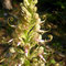 Orchis bouc - Himantoglossum hircinum