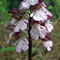Orchis pourpre - Orchis purpurea
