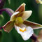 Orchis des marais - Epipactis palustris