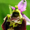 Ophrys fausse bécasse - Ophrys pseudoscolopax