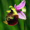 Ophrys fausse bécasse - Ophrys pseudoscolopax