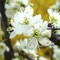 Schlehdornblüten