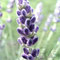 Lavendel