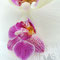 Zwei Orchideen