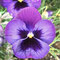 Violettes Stiefmütterchen