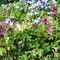 Frühlingsblumenwiese