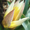 Wildtulpenknospe