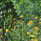 Gartenimpressionen