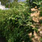 Gartenimpressionen