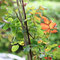 Gartenimpressionen