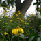 Gartenimpressionen