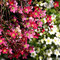 Gartenimpressionen
