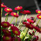 Gartenimpressionen