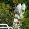 Gartenimpressionen