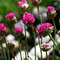 Gartenimpressionen