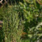 Gartenimpressionen