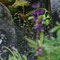 Gartenimpressionen