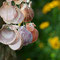 Gartenimpressionen
