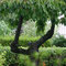 Gartenimpressionen