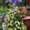 Gartenimpressionen