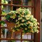 Gartenimpressionen